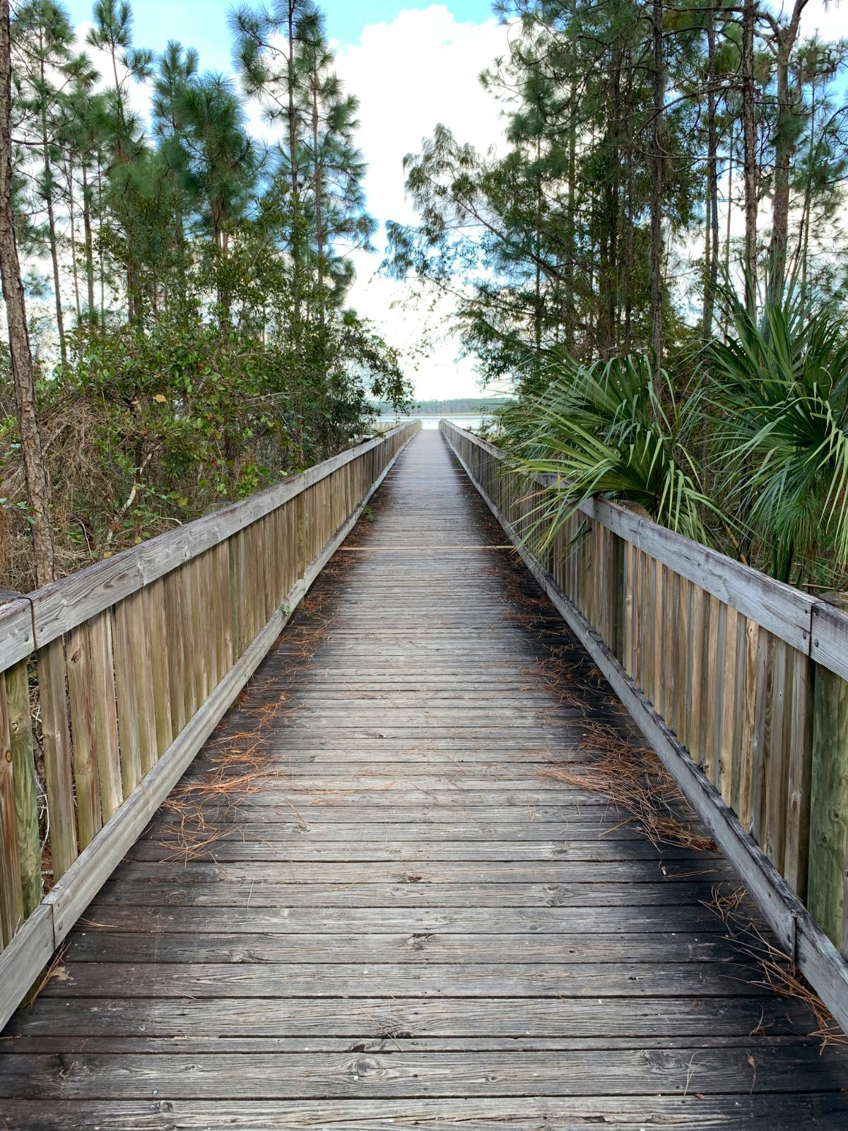 Boardwalk on the West Orange Trail, Winter Garden