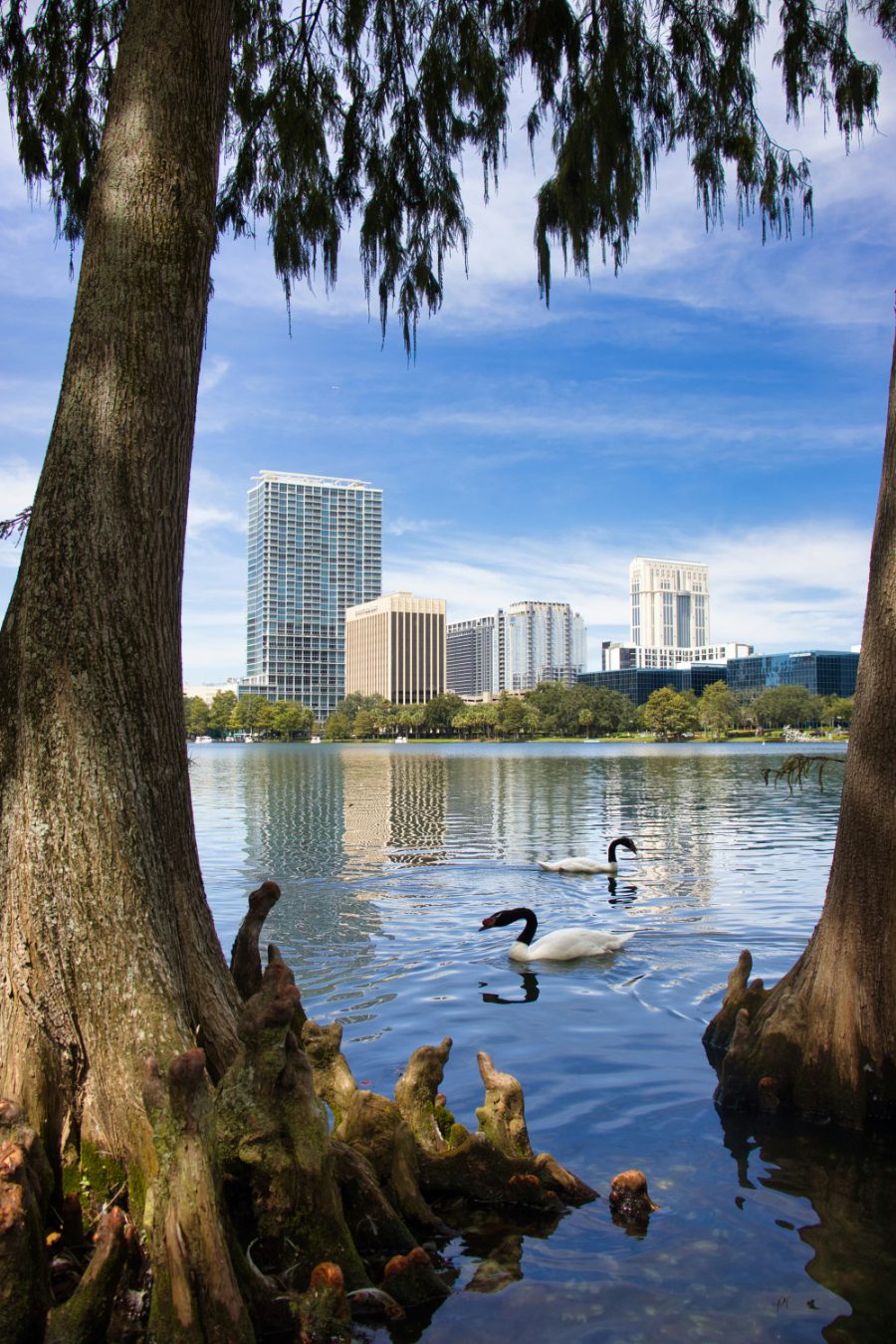 Swans on Lake Eola